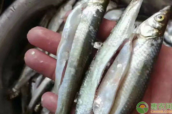 渤海刀鱼和其他刀鱼的区别有哪些？