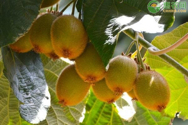绿心猕猴桃品种有哪些？