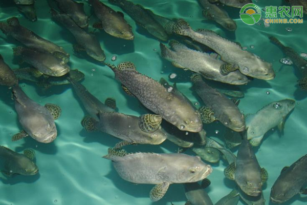 淡水石斑鱼苗有几个品种？
