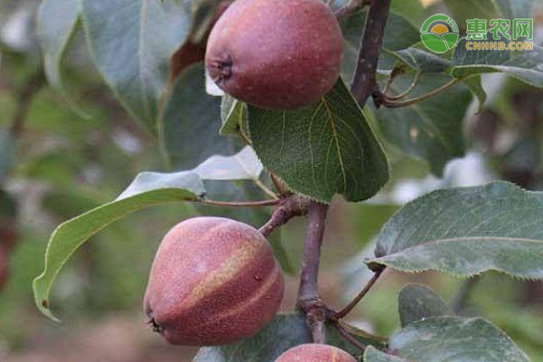 最新最好的梨树苗有哪些品种？