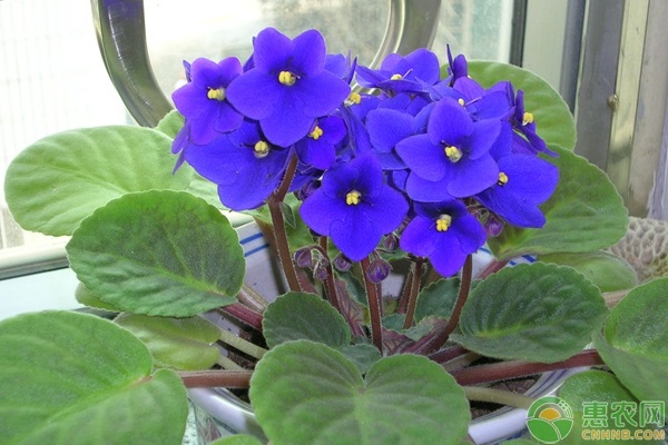 紫罗兰产地在哪？紫罗兰和紫竹梅有什么区别？