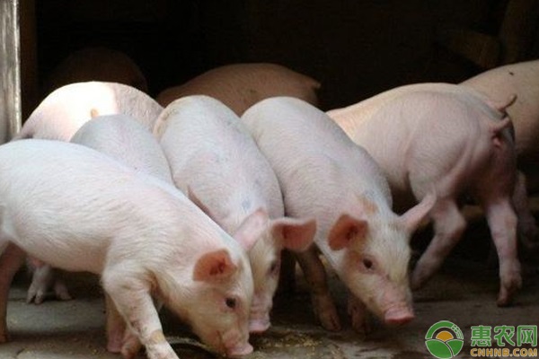 仔猪的价格多少钱一斤？仔猪要怎么挑选健康的？