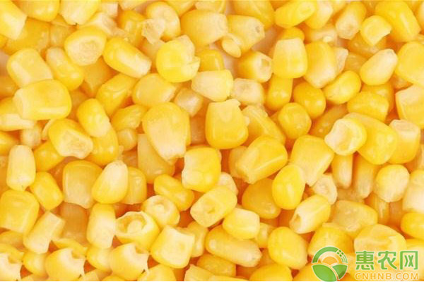 盘点高产玉米品种有哪些？