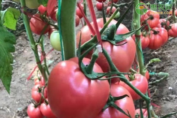 自己家地里种出来的番茄特别酸，这是怎么回事？