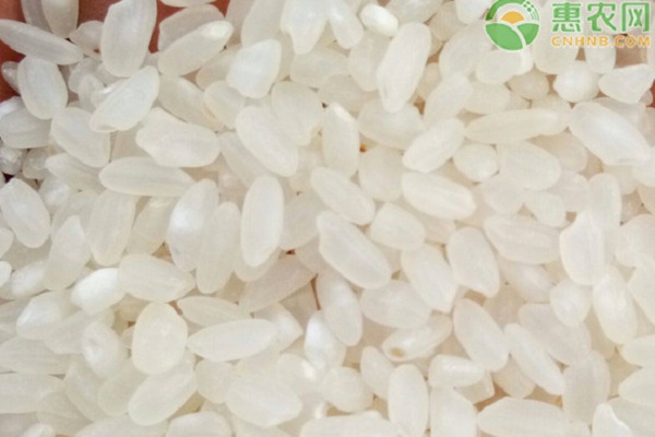 贡米是什么米？贡米和普通大米的区别有哪些？