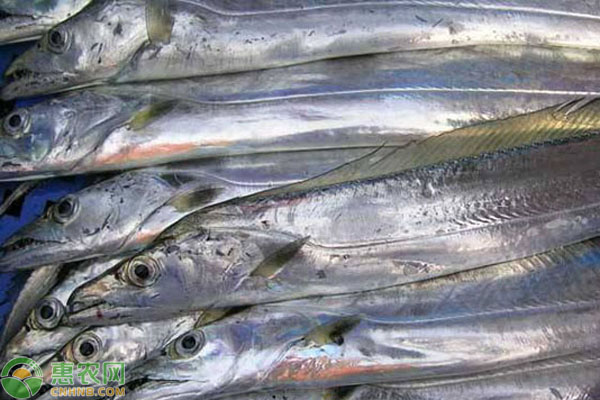 南美带鱼原产地在哪？如何选购？