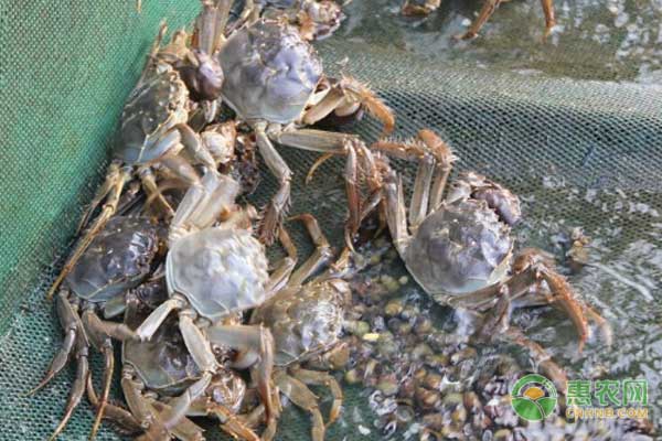 白泥湖乡大闸蟹是哪里的特产？几月份成熟？