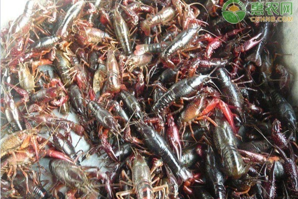 沅江市小龙虾批发价格多少钱一斤？产地在哪？