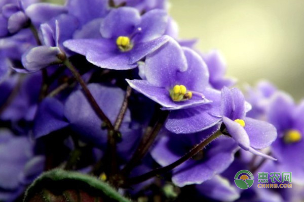 紫罗兰的花语是什么？有哪些养护要点？