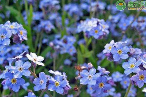 蓝色花卉品种盘点