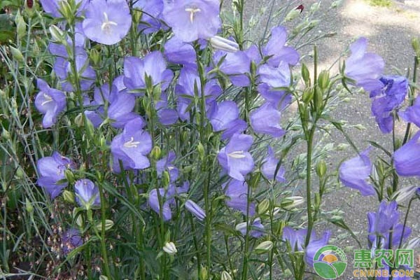 紫色花卉品种有哪些？
