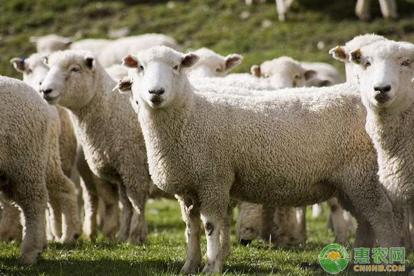 养什么品种羊好养又赚钱？