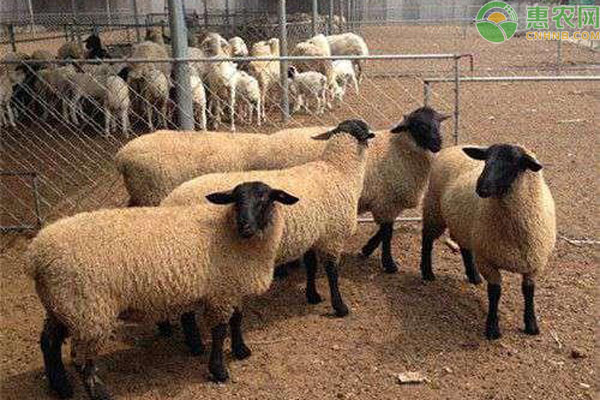 萨福克羊和杜泊绵羊哪个好？
