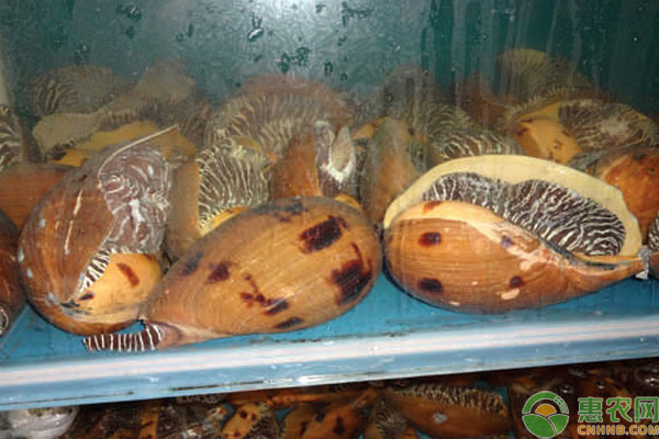 盘点十大常见的可食用螺品种