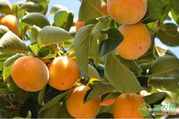 脆柿是什么季节的水果？