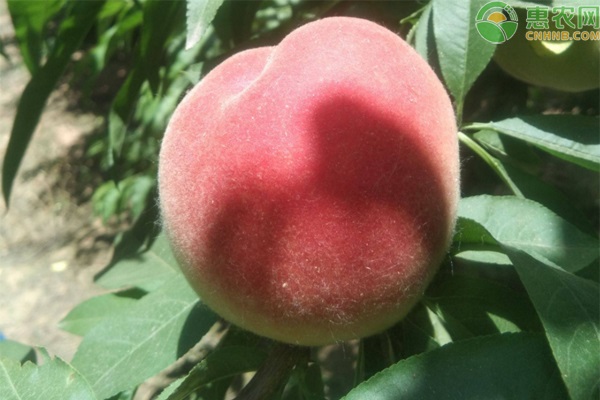 脆桃是什么季节的水果？脆桃有哪些常见品种？