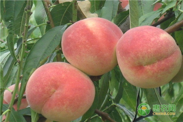 胭脂脆桃苗哪里有卖？胭脂脆桃和胭脂红桃哪个品种好？
