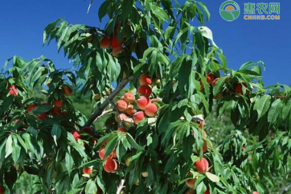 冬桃是什么季节的水果？品种有哪些特点？