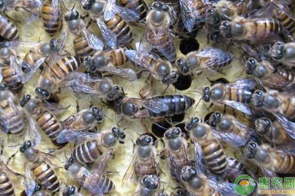 蜜蜂怎么分公母？蜜蜂几月份开始分蜂？