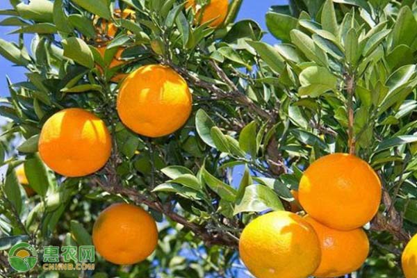 种植柑橘，怎么确定种植密度？