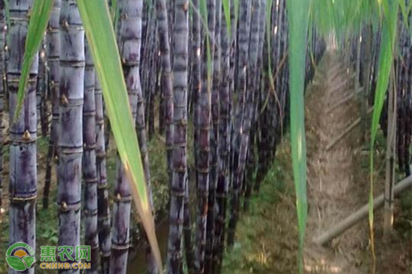 水田甘蔗高产高糖栽培，水田甘蔗高产高糖栽培方法是什么？