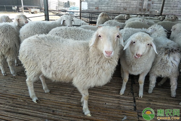 北方什么羊繁殖最快又好养？