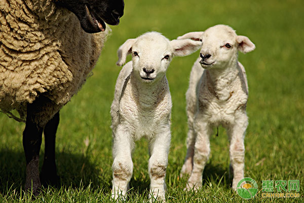 长得最快最大的羊是什么品种？