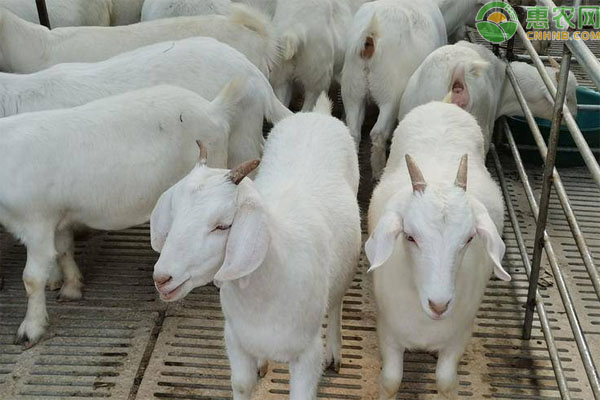 什么品种的羊适合圈养繁殖快？
