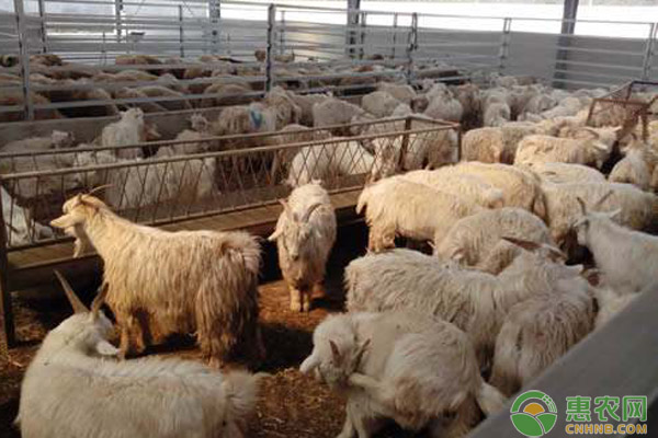 养羊什么品种羊最好？