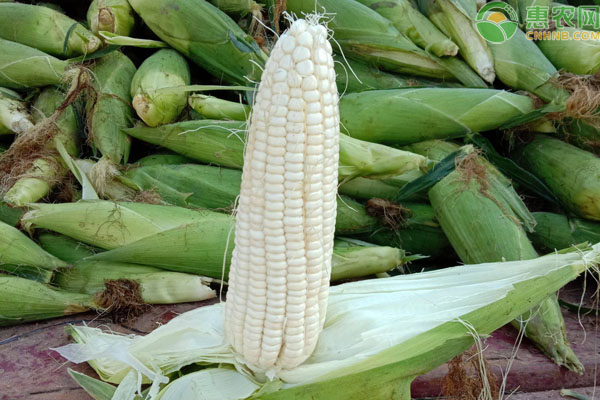 适合东北春玉米区种植的玉米品种