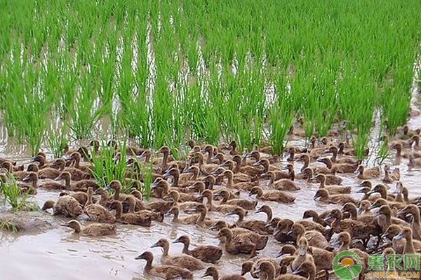 稻田养鸭是利用水稻和鸭子之间的什么关系？