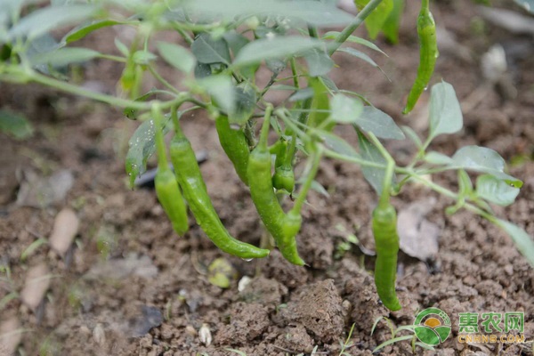 江西适合种植什么辣椒品种？