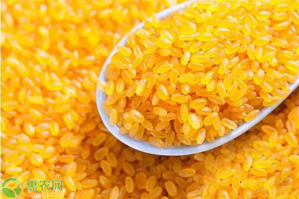 黄金大米是转基因大米吗？到底能不能吃？