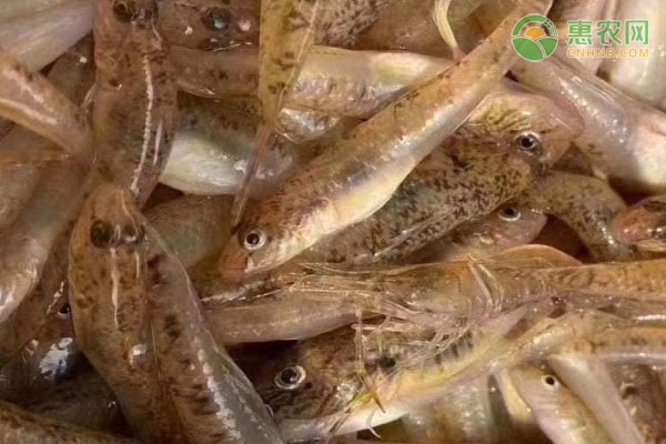 海鞭虾虎鱼产地在哪？常见的虾虎鱼品种有哪些？
