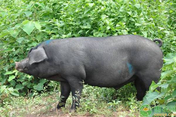 中国地方猪品种介绍