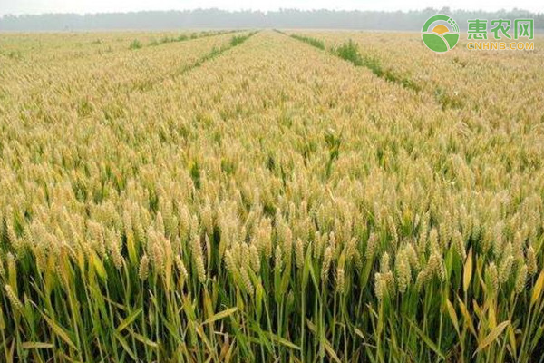 东北早熟高产小麦品种介绍