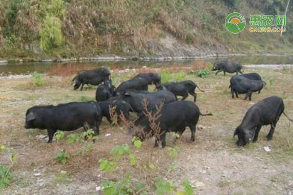 中国土猪有多少品种？