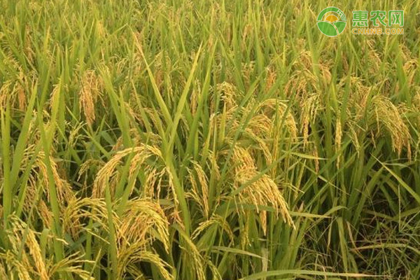 世界上稻属作物的品种数量大约是多少？水稻有哪些种类？