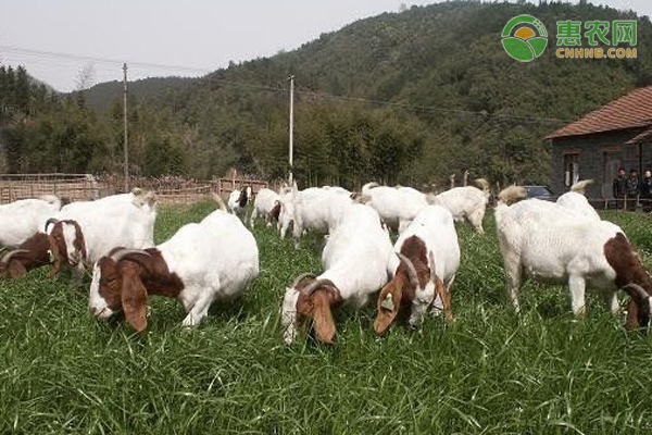 100斤山羊活羊能杀多少斤肉？