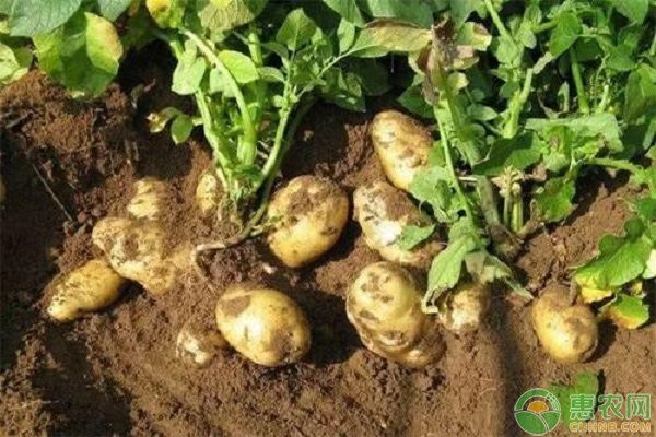 四川适合种植什么土豆品种？