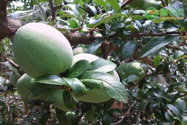 木瓜是什么季节的水果？主产地在哪？