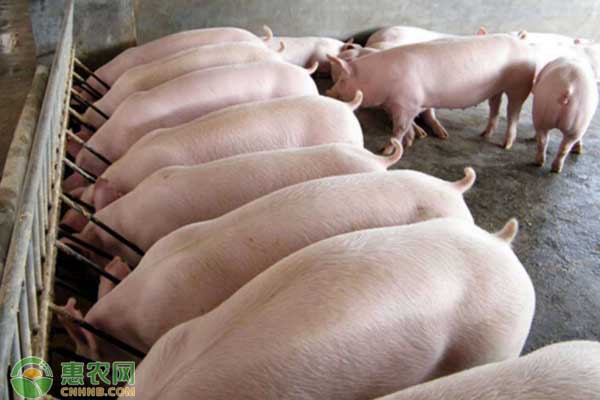 300斤猪体长与胸围是多少？