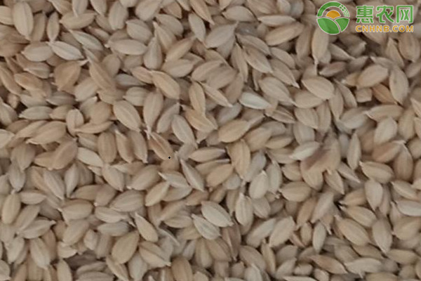 适合重庆地区种植的优质水稻品种有哪些？
