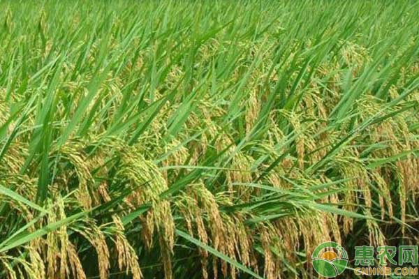 特香型水稻品种有哪些？