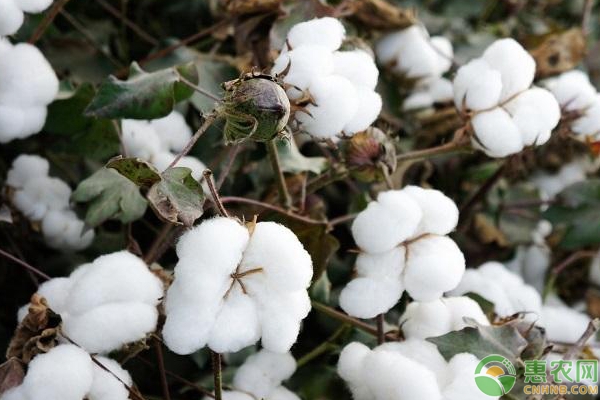 鲁棉品种有哪些？