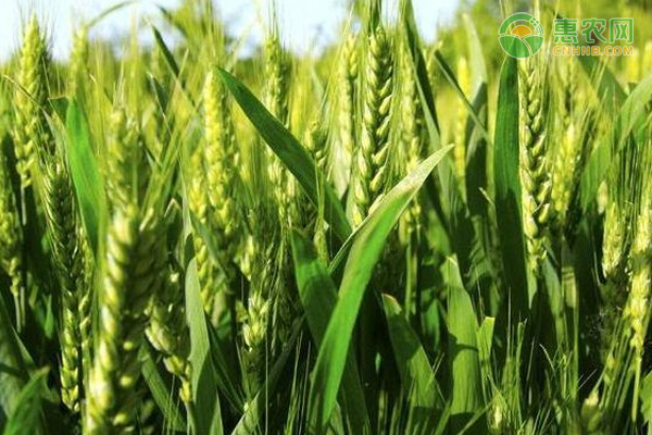 新疆春小麦高产品种
