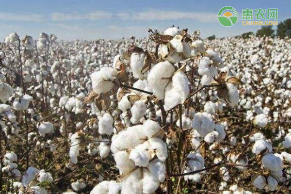 巴西海岛棉有什么特点？棉花有哪些用途？