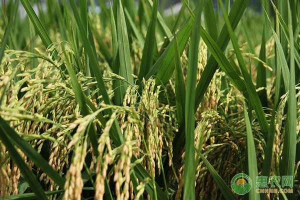 黑龙江水稻品种哪个好？
