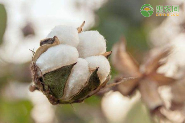 新疆棉花品种国欣1402怎么样？棉花适合在什么土壤中生长？