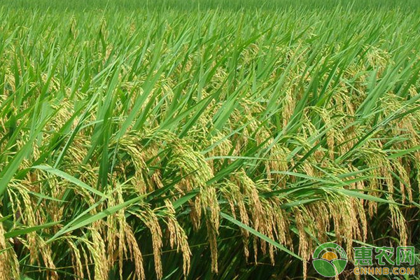 广西水稻品种有哪些？